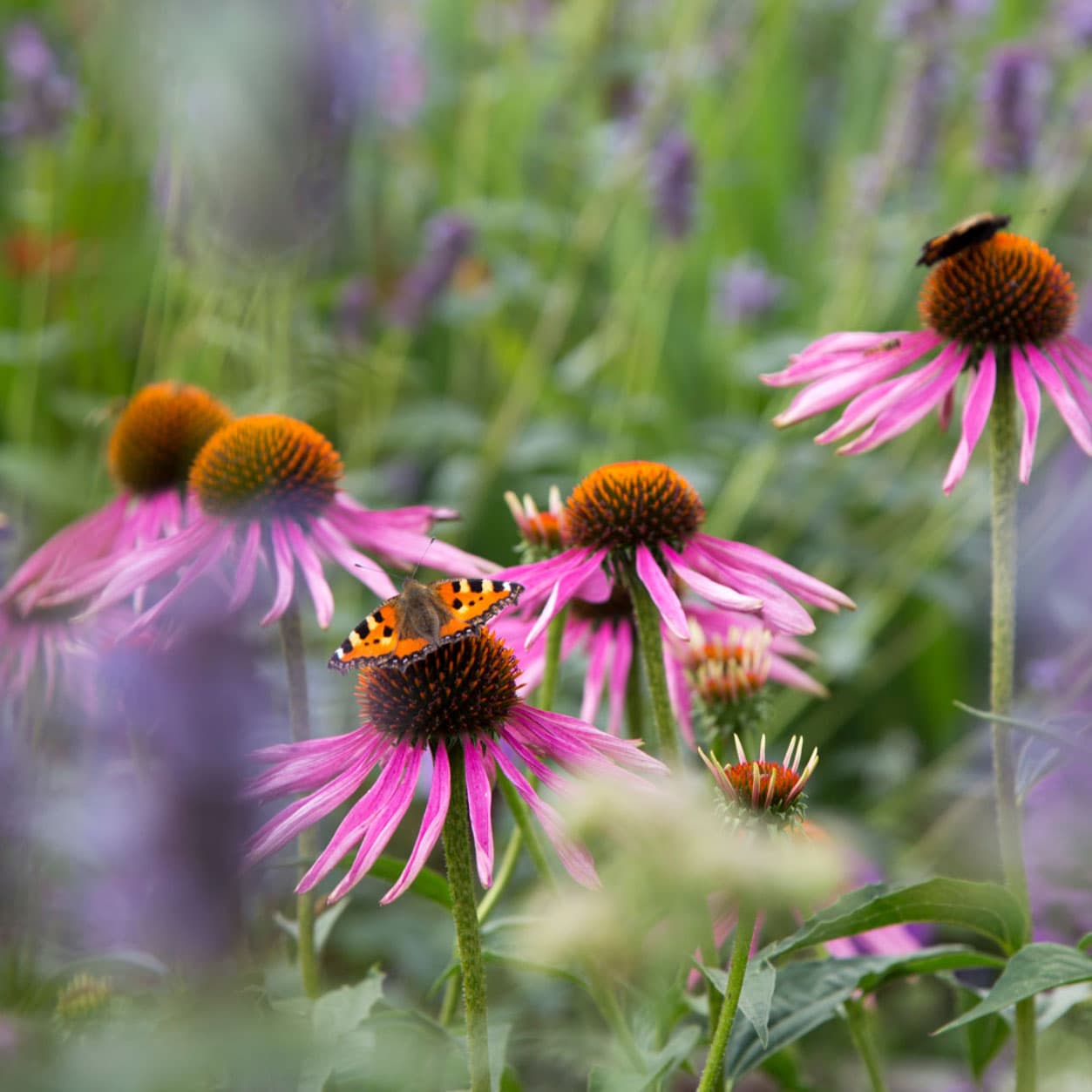 Avoimet Puutarhat -tapahtuma